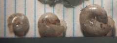 Glyphyalinia