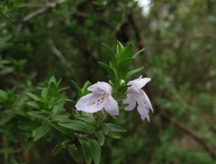 Prostanthera behriana