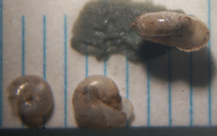 Glyphyalinia