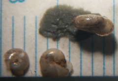 Glyphyalinia