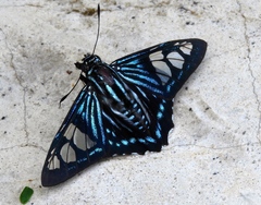 Phocides belus
