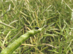 Phyllotreta cruciferae