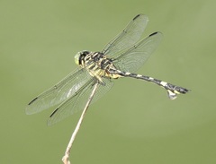 Sinictinogomphus clavatus