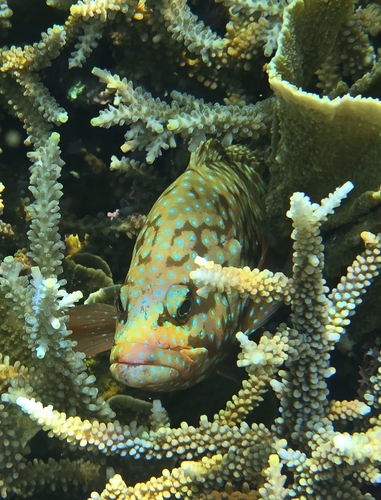 Cephalopholis cyanostigma