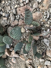 Opuntia macrocentra