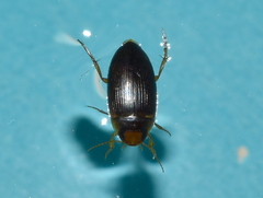 Copelatus