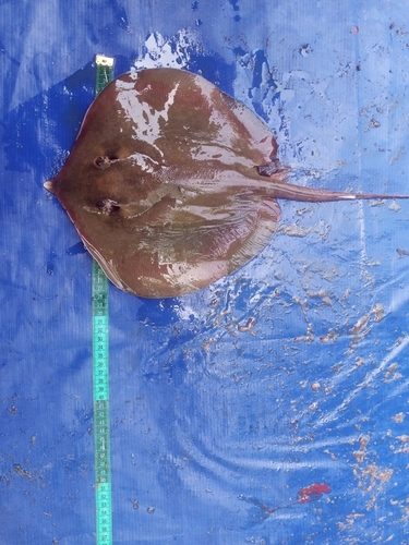 Pearl stingray (Fontitrygon margaritella) — Dasyatidae
