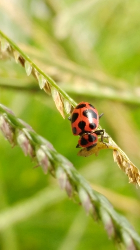 Photo of Spotted Pink Lady Beetle (Coleomegilla maculata)