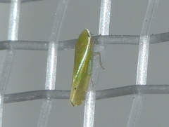 Alconeura fulminea