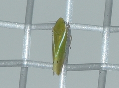 Alconeura fulminea