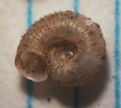 Vallonia perspectiva