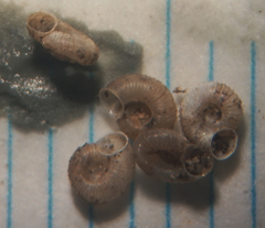 Vallonia perspectiva