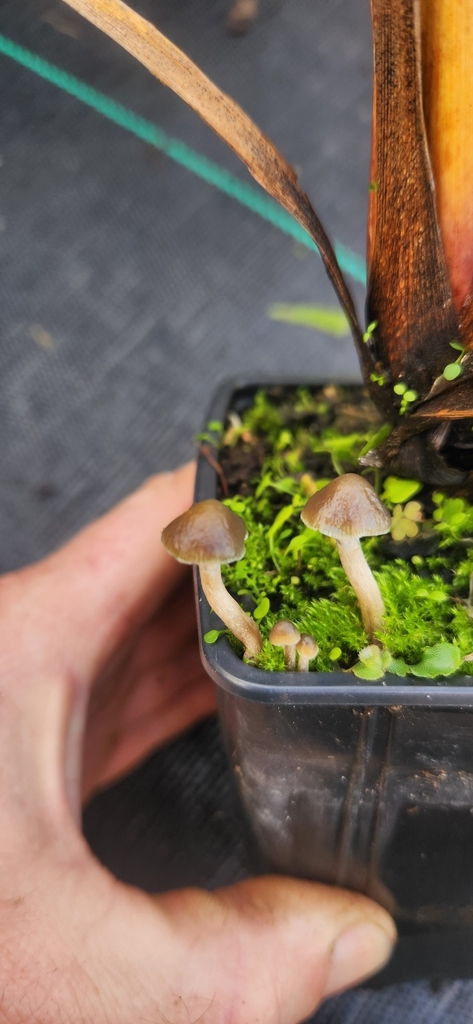 Psilocybe angulospora