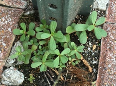 Portulaca oleracea