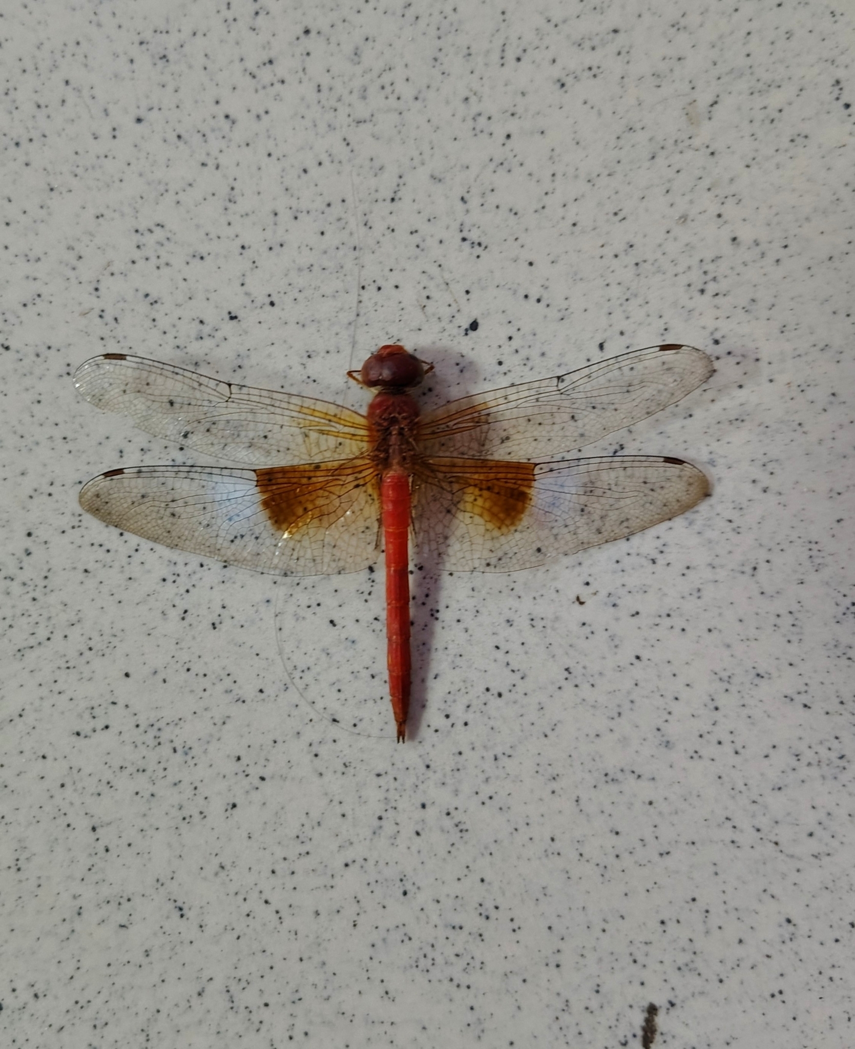 Coral-Tailed Cloudwing