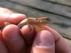 Anolis rodriguezii
