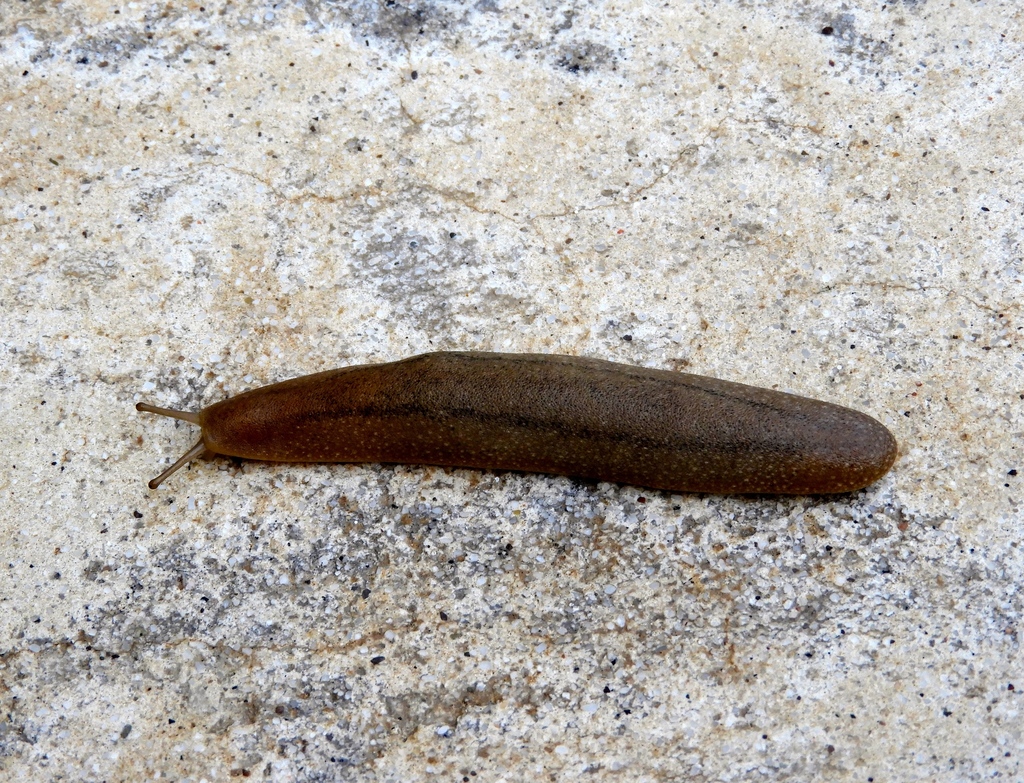 tan leatherleaf