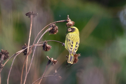 Black-faced Canary (Crithagra capistrata), photo 9