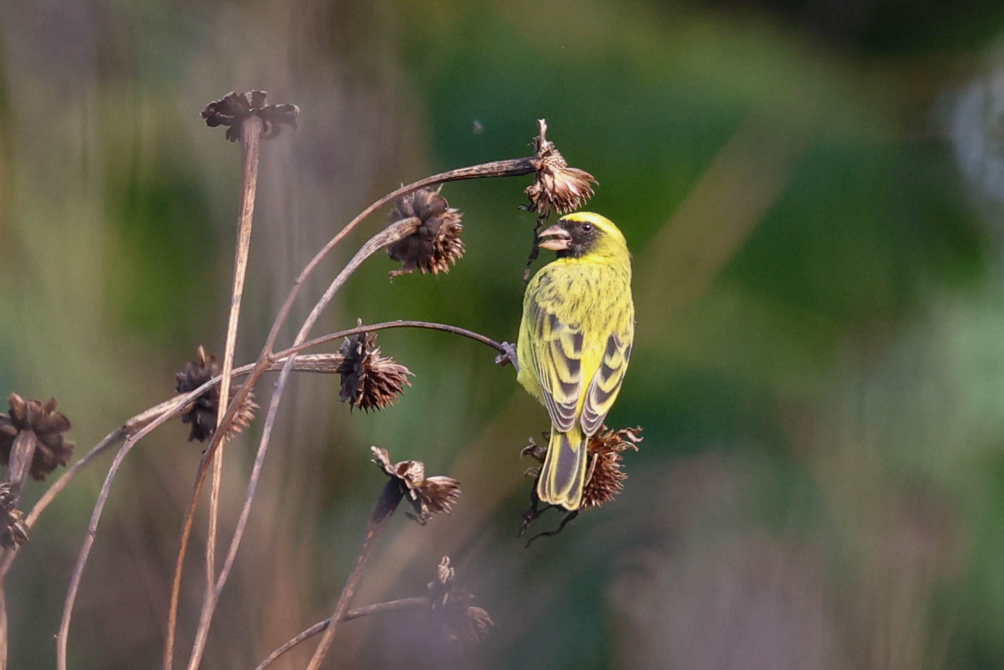 Black-faced Canary (Crithagra capistrata), photo 4