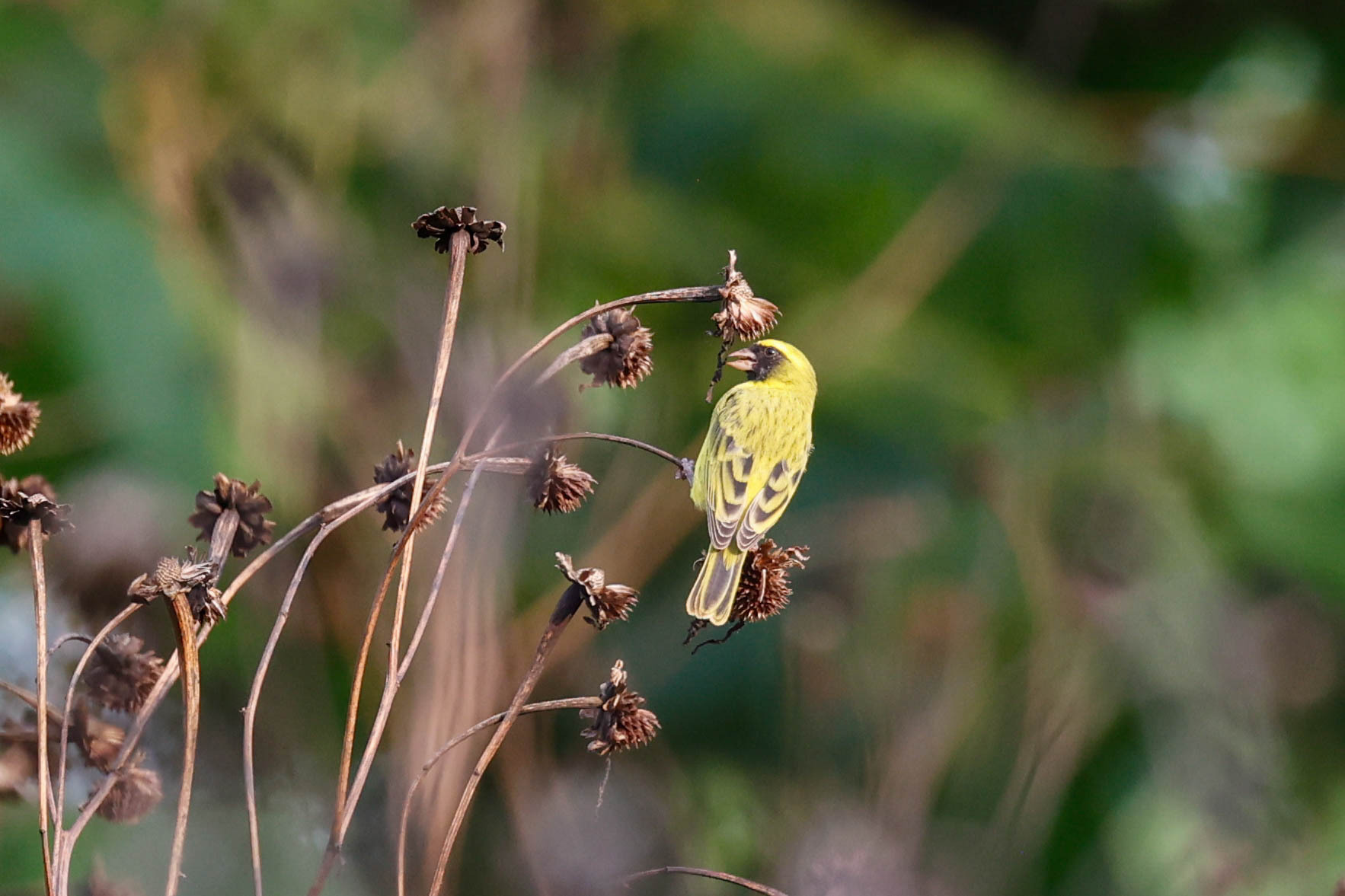 Black-faced Canary (Crithagra capistrata), photo 7