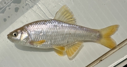 Steelcolor shiner (Cyprinella whipplei) — Cyprinidae — 2