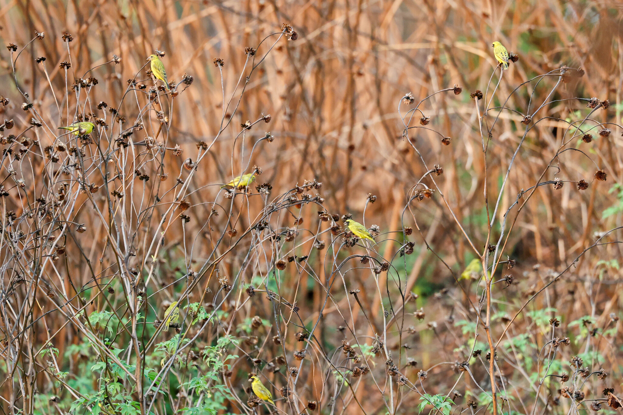 Black-faced Canary (Crithagra capistrata), photo 8