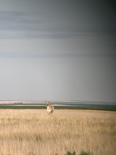 Pronghorn