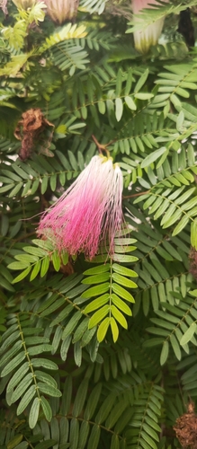 Calliandra surinamensis