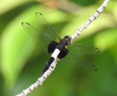 Pseudothemis zonata