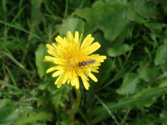 Platycheirus scutatus