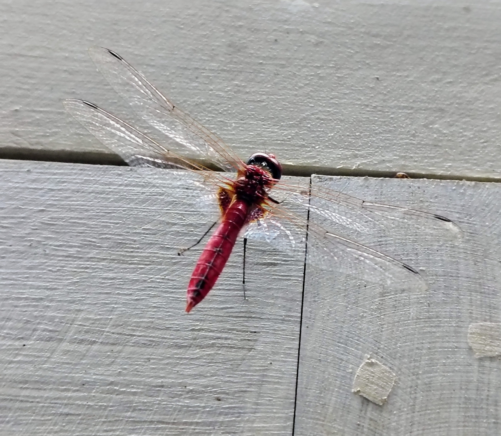Greater Crimson Glider