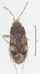 Tomocoris ornatus