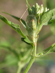 Oecanthus varicornis