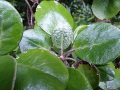 Brachyglottis rotundifolia