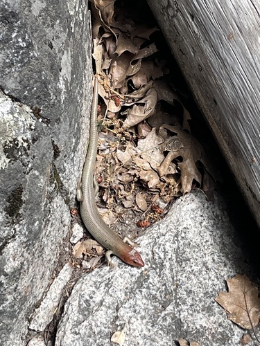 iNaturalist observation photo of Gilbert's Skink