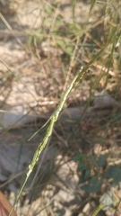 Tridens albescens