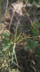 Dichanthium annulatum