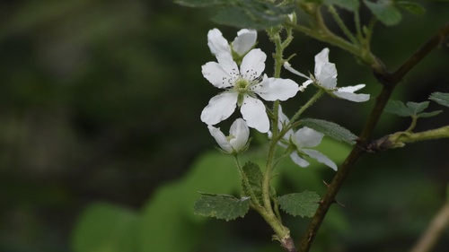 Rubus allegheniensis