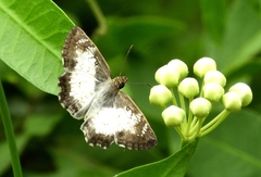Antigonus emorsa