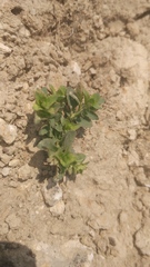 Mecardonia procumbens