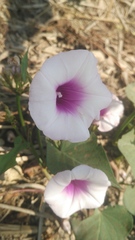 Ipomoea batatas