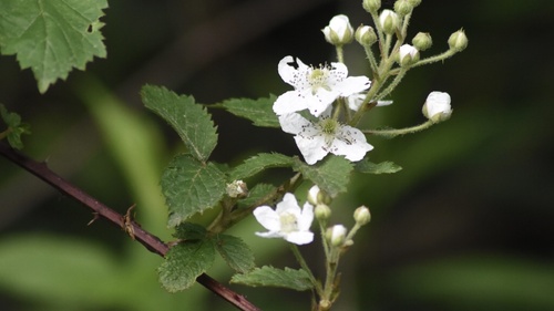 Rubus allegheniensis