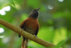 Synallaxis erythrothorax