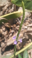 Stachytarpheta jamaicensis