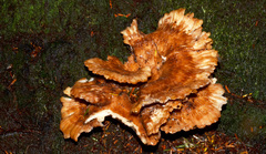 Bondarzewiaceae