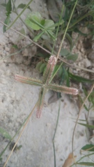 Dactyloctenium aegyptium