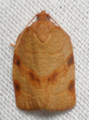 Choristoneura obsoletana