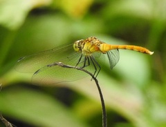Sympetrum