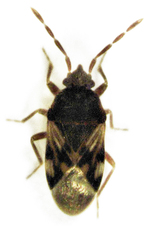 Tomocoris ornatus