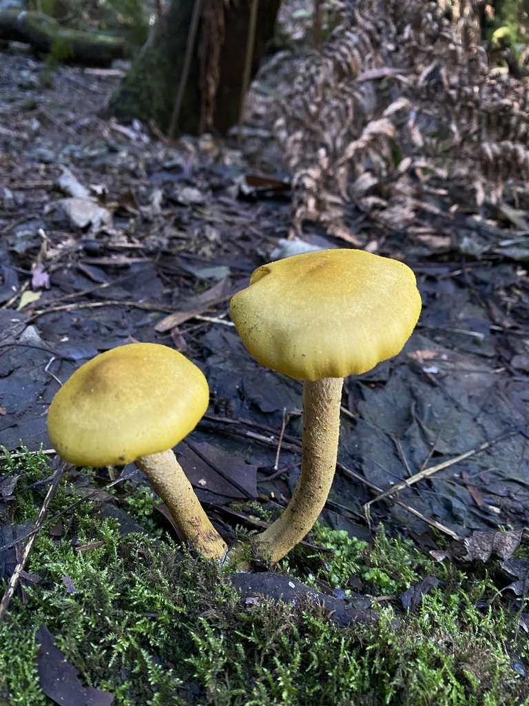 Armillaria luteobubalina